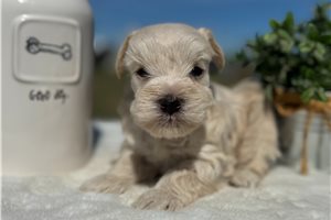Carlton - Miniature Schnauzer for sale