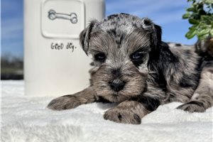 Chastity - puppy for sale