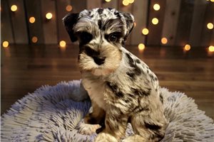 Dale - Schnauzer, Miniature for sale