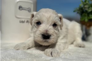 Caiden - puppy for sale
