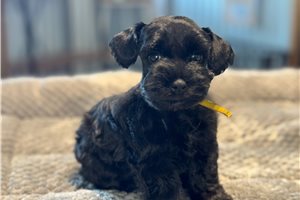 Donald - Schnauzer, Miniature for sale