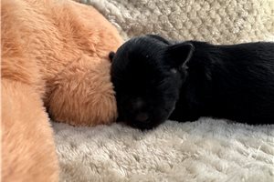 Donald - Schnauzer, Miniature for sale