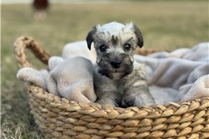 Dahlia - Schnauzer, Miniature for sale