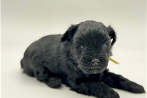 Donald - Schnauzer, Miniature for sale