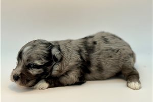 Elijah - Schnauzer, Miniature for sale