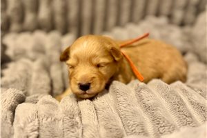 Ferdinand - puppy for sale