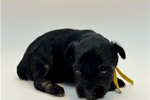 Emma - Schnauzer, Miniature for sale