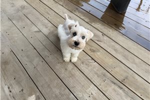 Caiden - puppy for sale