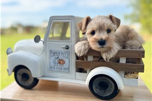 Finn - Miniature Schnauzer for sale