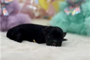 Emma - Schnauzer, Miniature for sale