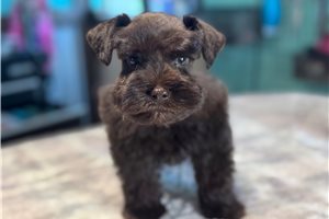 Damien - Schnauzer, Miniature for sale