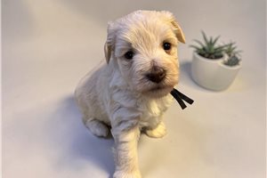 Finley - Miniature Schnauzer for sale