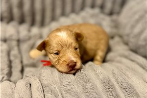 Fern - puppy for sale