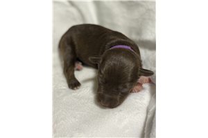 Bliss - puppy for sale