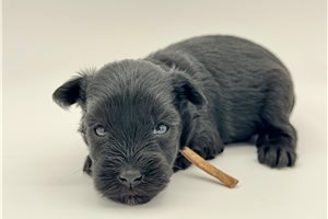 Elsa - Schnauzer, Miniature for sale