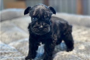 Eloise - Schnauzer, Miniature for sale