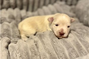 Finley - Miniature Schnauzer for sale