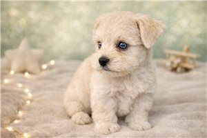 Caiden - Schnauzer, Miniature for sale