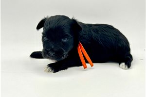 Erica - Schnauzer, Miniature for sale