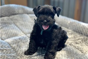 Drake - Schnauzer, Miniature for sale
