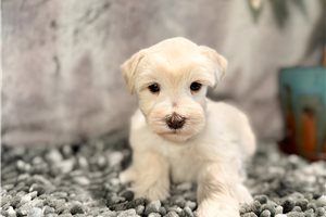 Finley - Miniature Schnauzer for sale