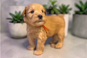 Ferdinand - puppy for sale