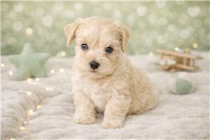 Carlton - Schnauzer, Miniature for sale