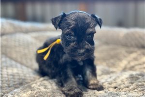 Emma - Schnauzer, Miniature for sale