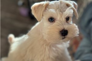 Carlton - Schnauzer, Miniature for sale
