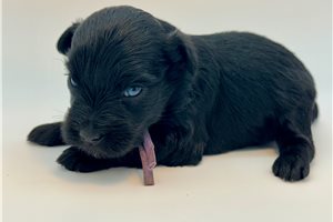 Eloise - Schnauzer, Miniature for sale