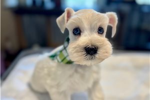 Caiden - Schnauzer, Miniature for sale