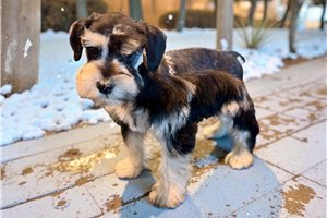 Daphne - Schnauzer, Miniature for sale