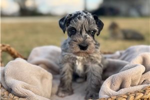 Damien - Schnauzer, Miniature for sale