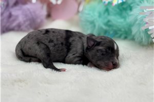 Elijah - Schnauzer, Miniature for sale