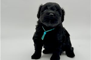 Drake - Schnauzer, Miniature for sale