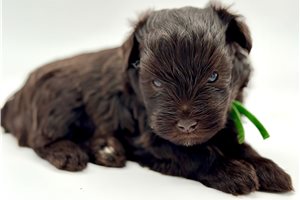 Damien - Schnauzer, Miniature for sale