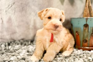 Fern - Miniature Schnauzer for sale