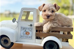 Fern - Miniature Schnauzer for sale