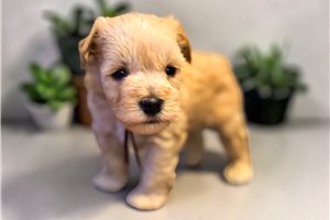 Finn - puppy for sale