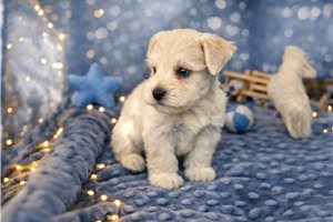 Caiden - Schnauzer, Miniature for sale