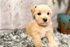 Finn, a Miniature Schnauzer puppy