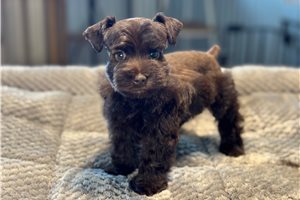 Damien - Schnauzer, Miniature for sale
