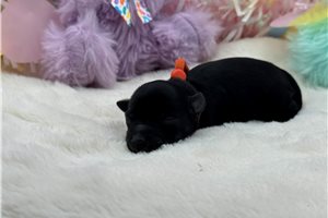 Erica - Schnauzer, Miniature for sale