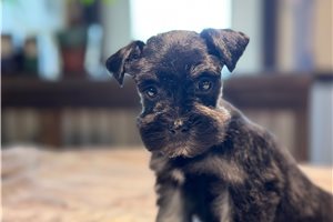Emma - puppy for sale