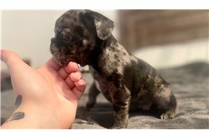 Cookie - French Bulldog for sale