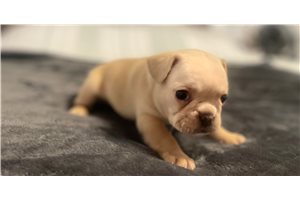 Claus - French Bulldog for sale