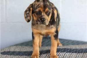 Arista - Puggle for sale