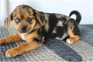Sebastian - Puggle for sale