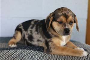Triton - Puggle for sale