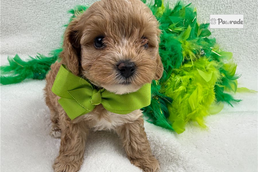 Gunner - Cavapoo for sale